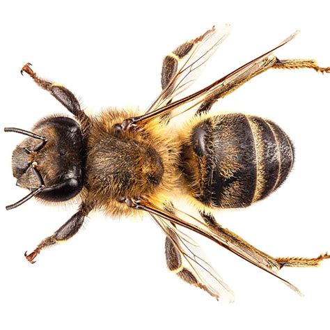 BEE .